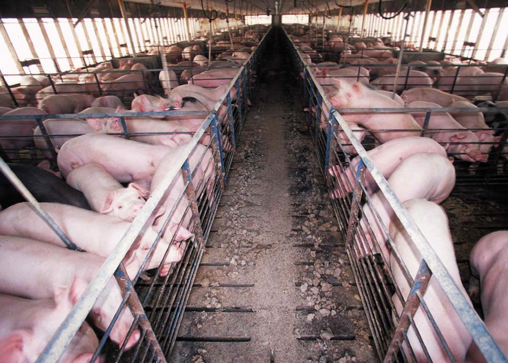 Pigs in factory farm enclosures