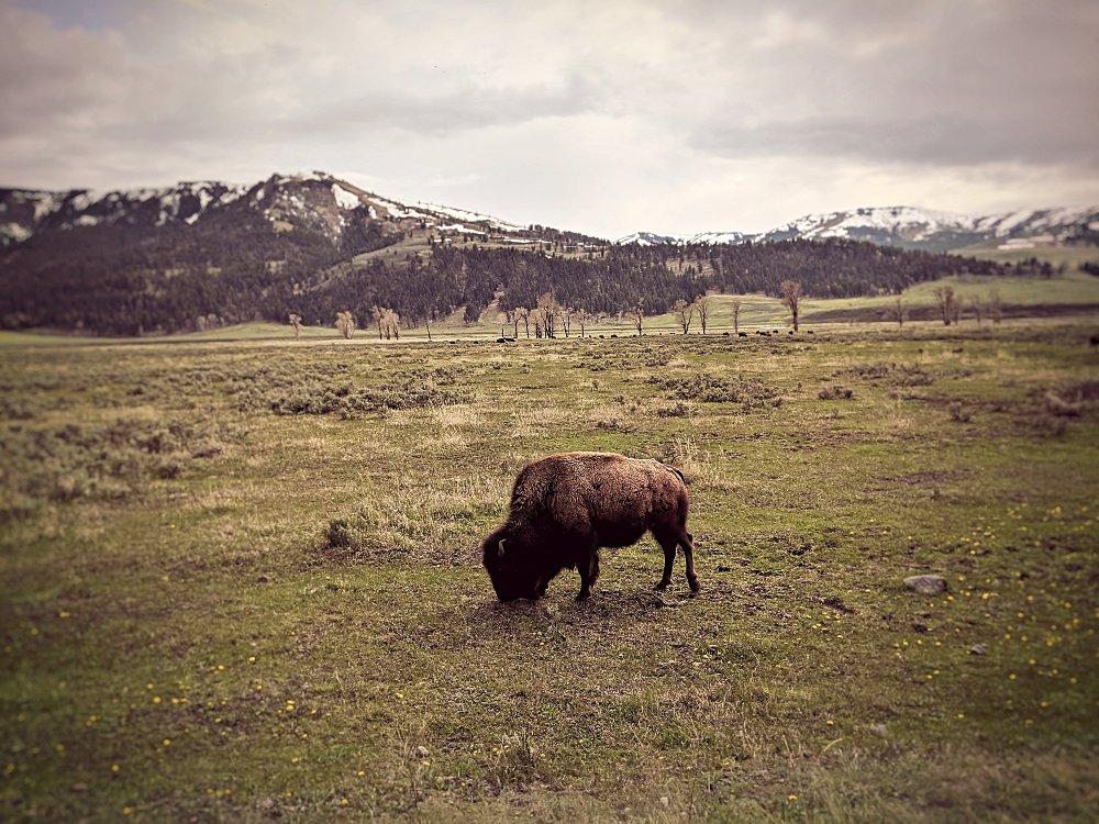 Lone Bison