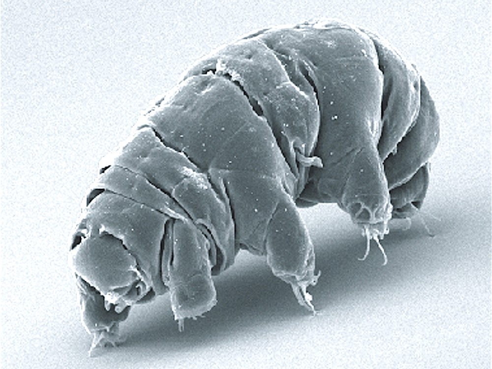 Tardigrade microscope