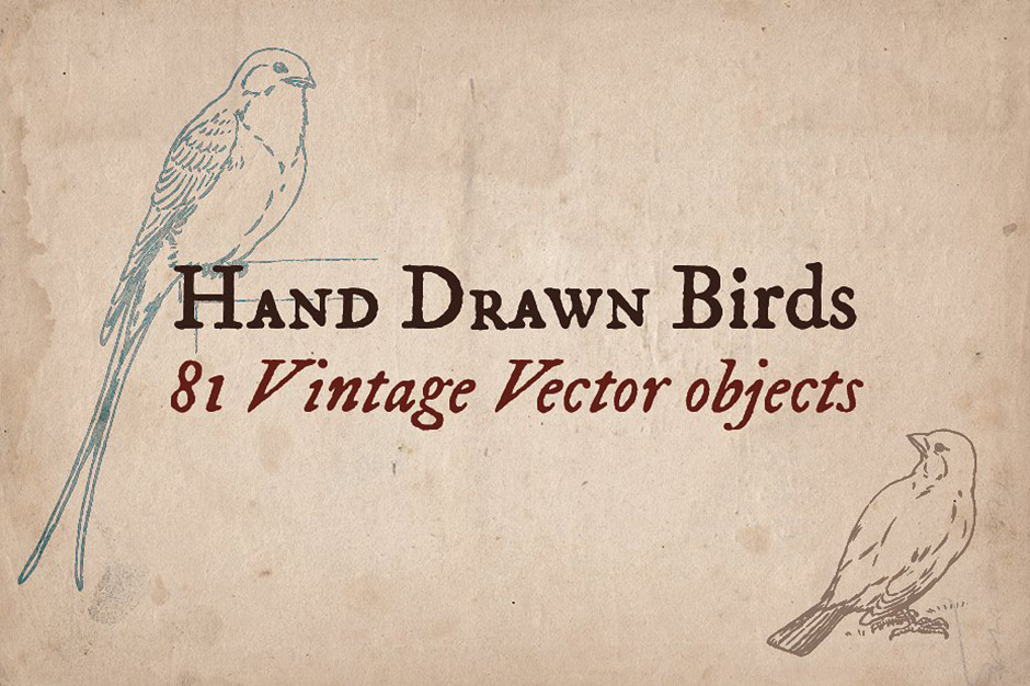 81 Hand-drawn Birds