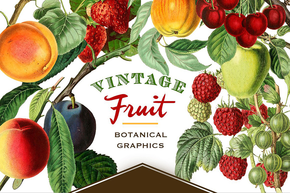 Vintage Fruit Vector Graphics