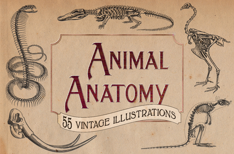 Vintage Animal Anatomy Vectors