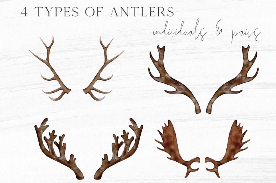 Antlers & Florals Graphic Collection