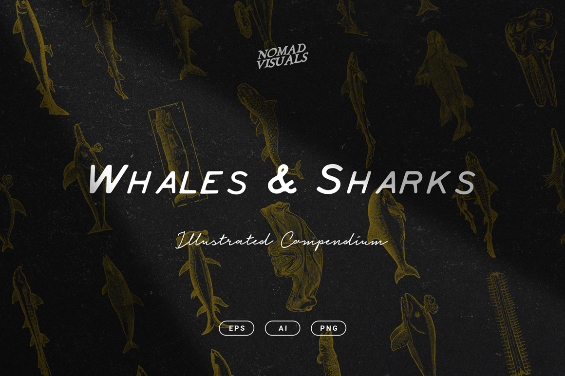 Whales and Sharks Illustrations
