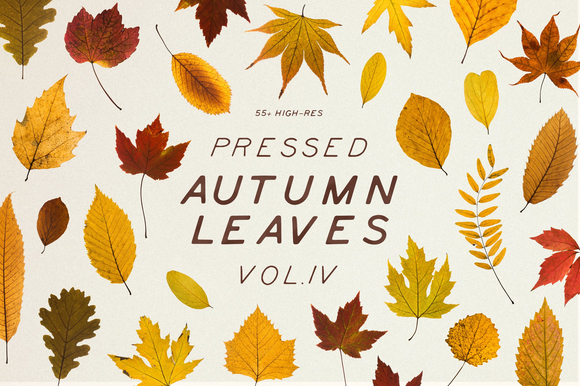 Pressed Autumn Leaves Vol. 4