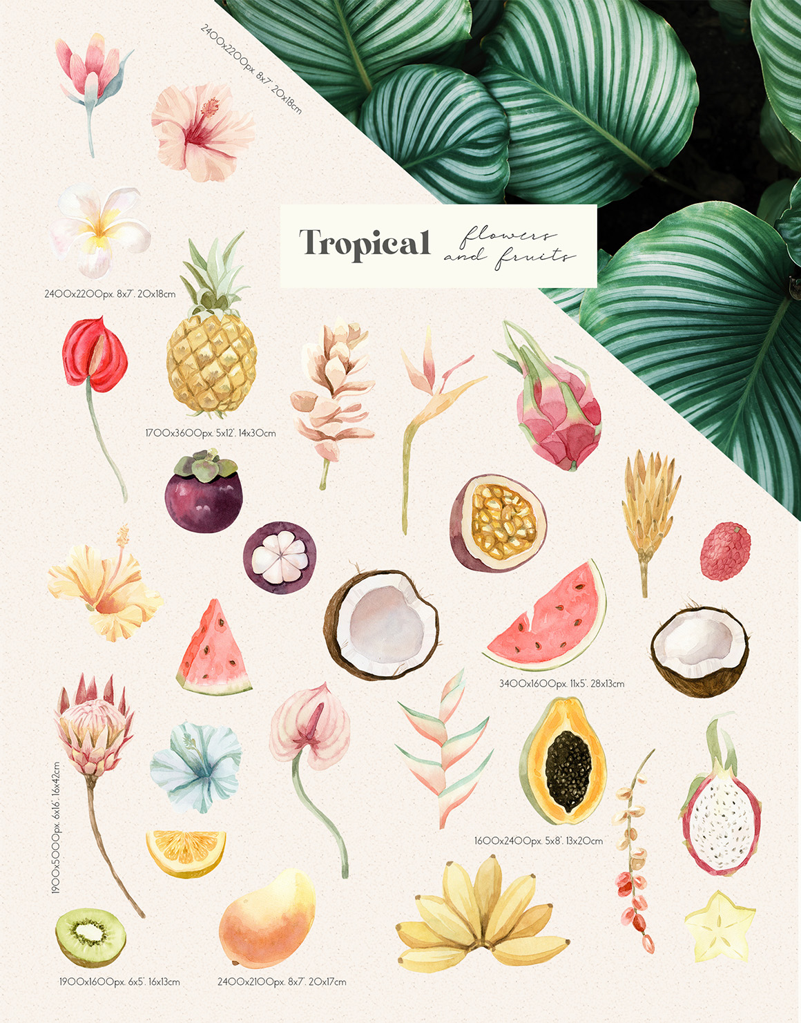 Tropical Flowers, Fruits, Leaves - Watercolor Set