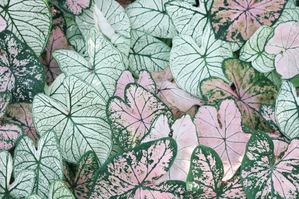 green and pink leaves