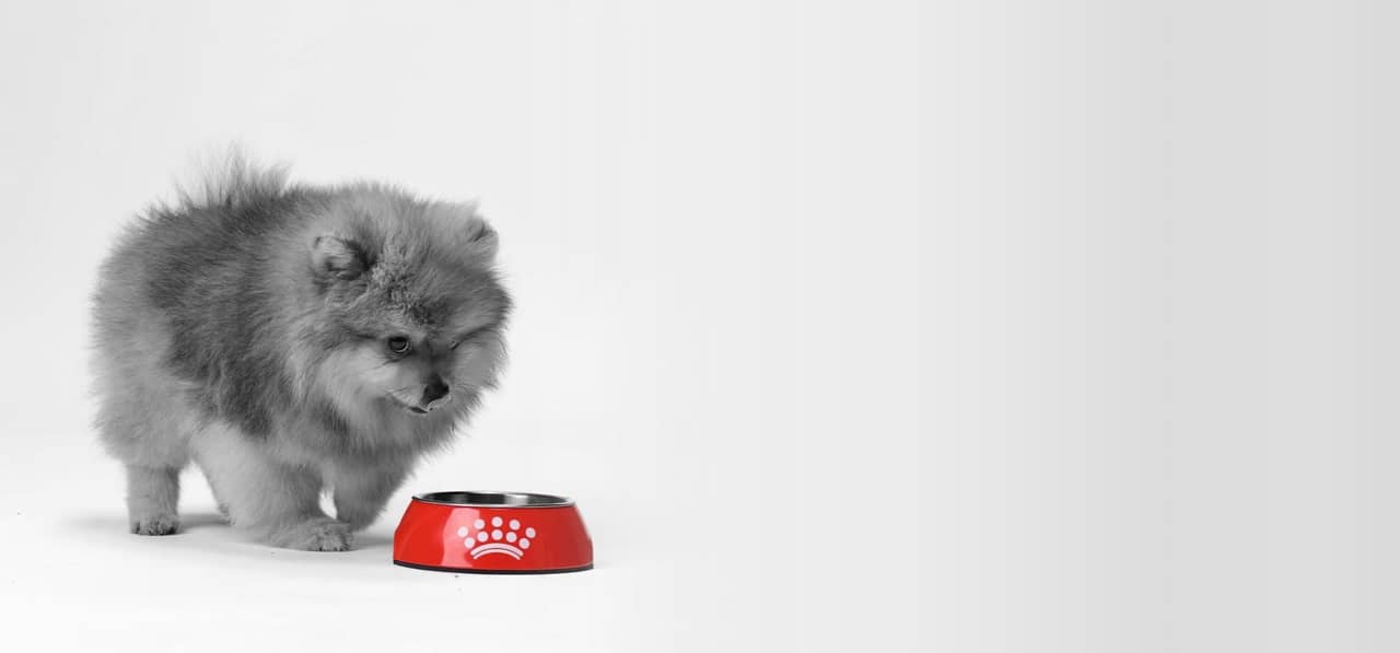 Få 15 % rabatt på första leveransen av foder hos Royal Canin