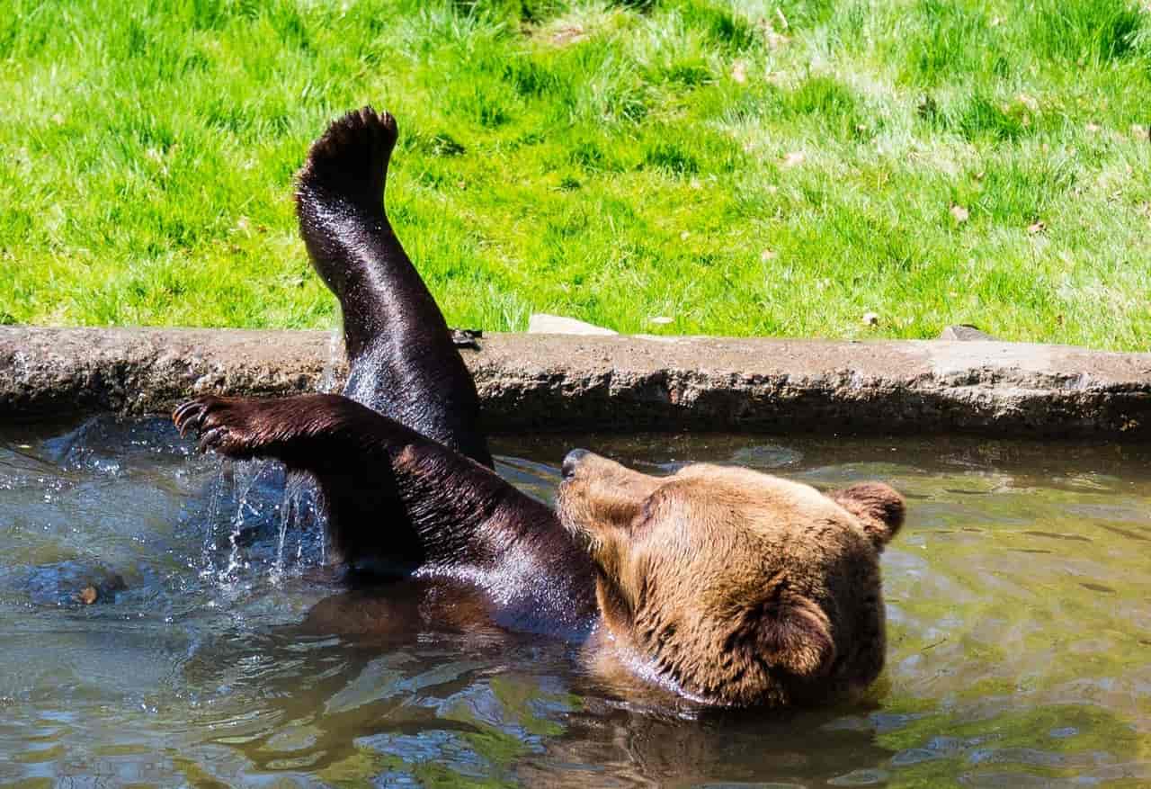 25 % rabatt på övernattning i Wild Lodge i Skånes Djurpark