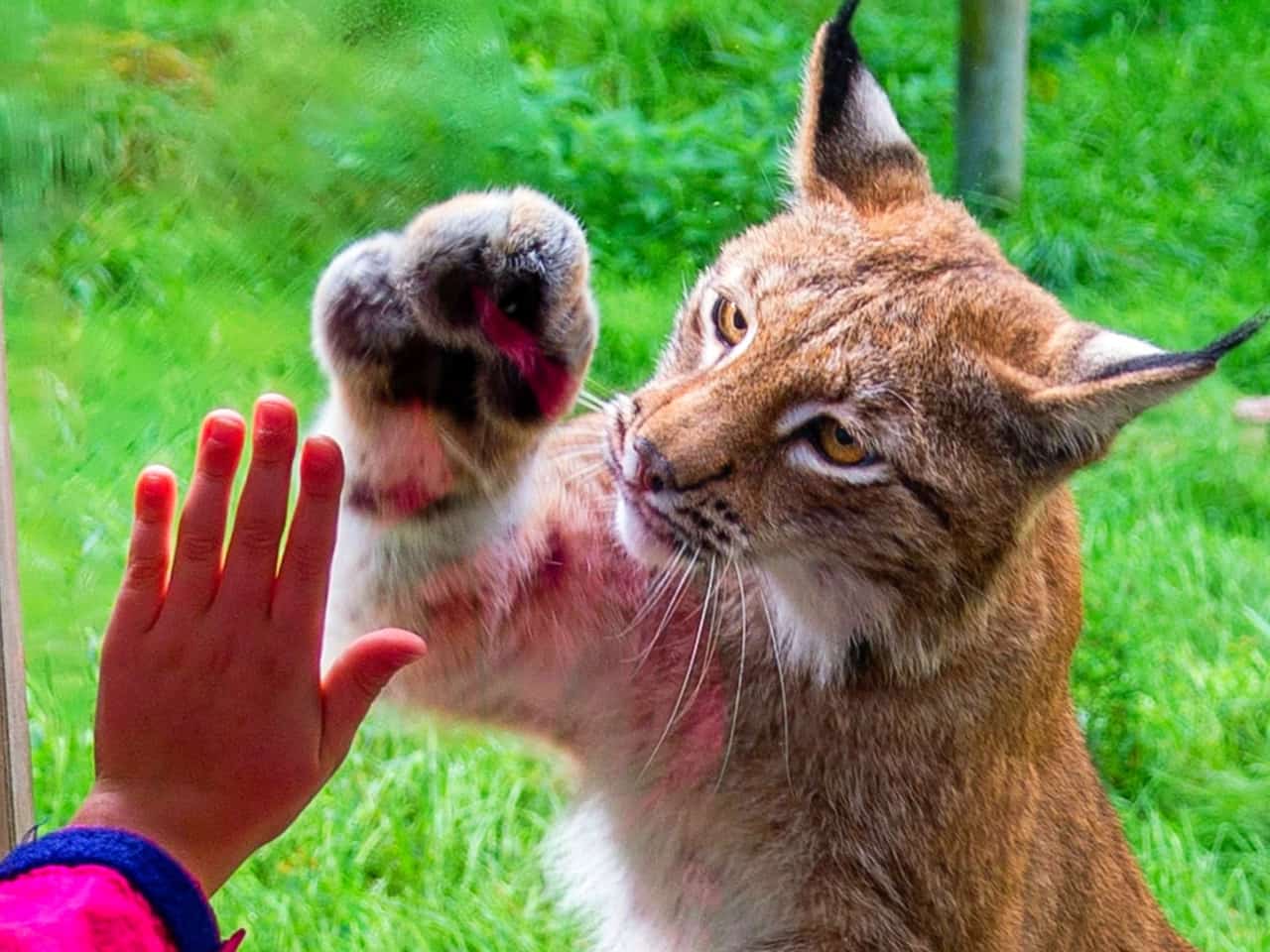 25 % rabatt på övernattning i Wild Lodge i Skånes Djurpark