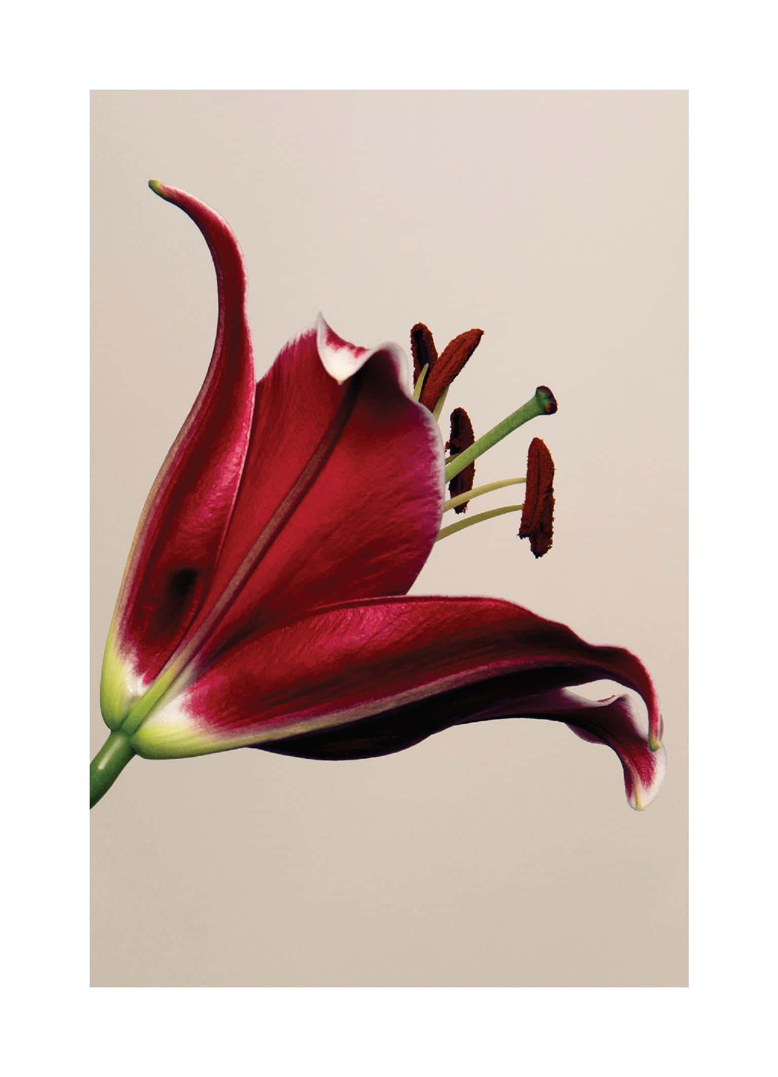 Elegant Red Lily Wall Poster