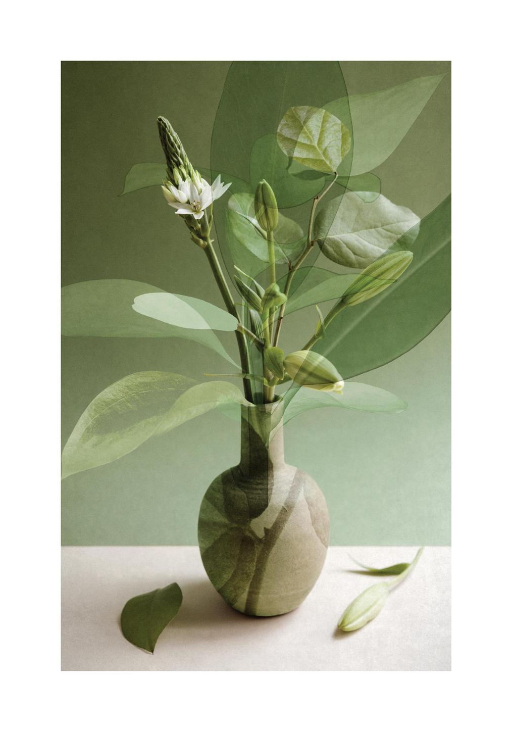 Botanical Illustration Art Poster