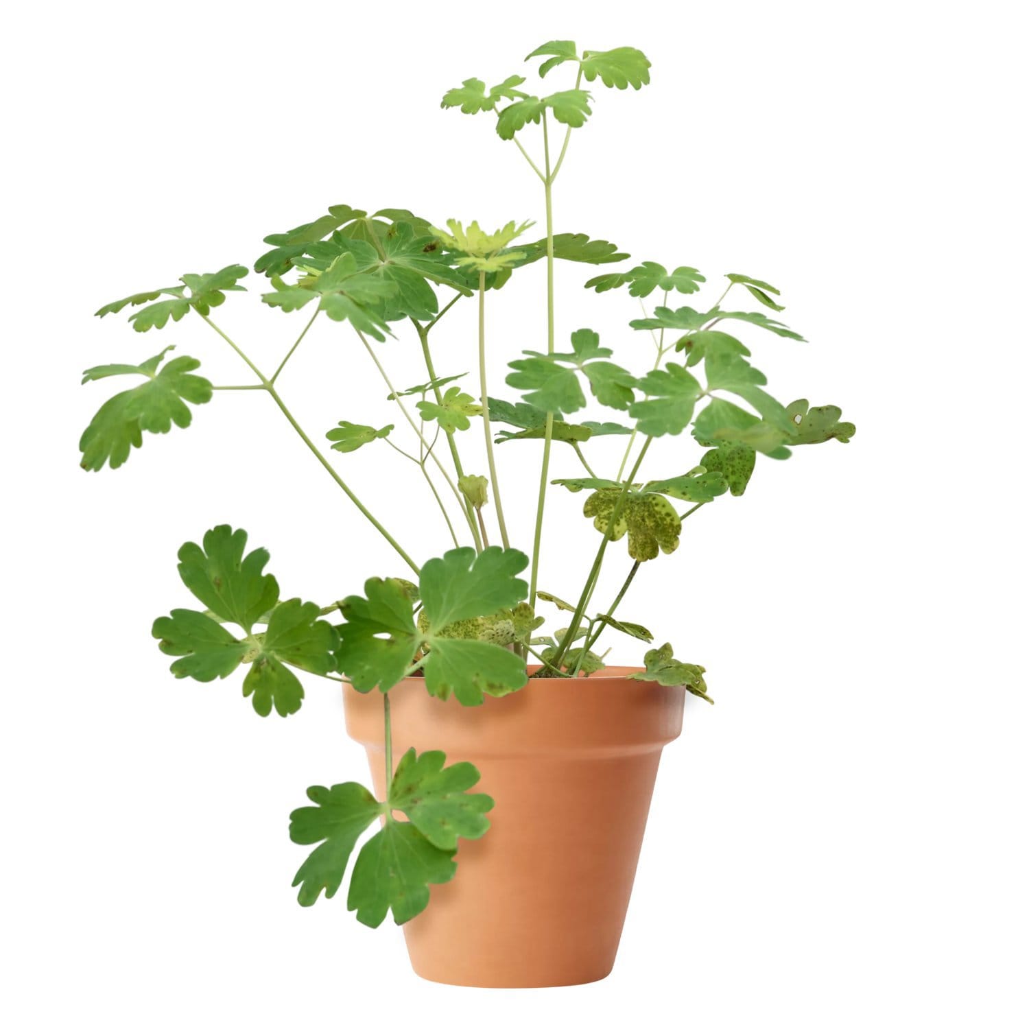 Akleja 'Spring Magic Blue' 11cm (20% rabatt)