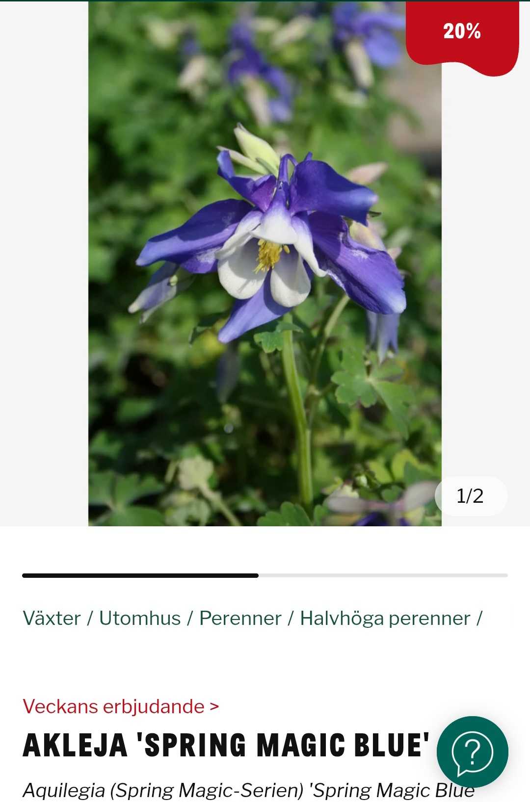Akleja 'Spring Magic Blue' 11cm (20% rabatt)