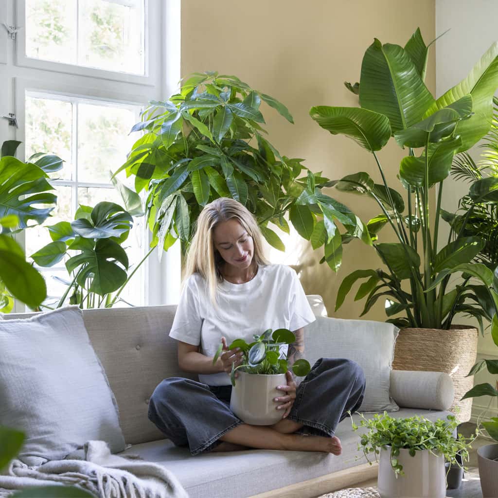 40 % rabatt på alla gröna inomhusväxter hos Plantagen