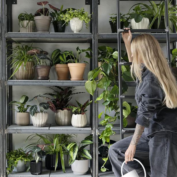 30 % rabatt på alla krukor för medlemmar hos Plantagen