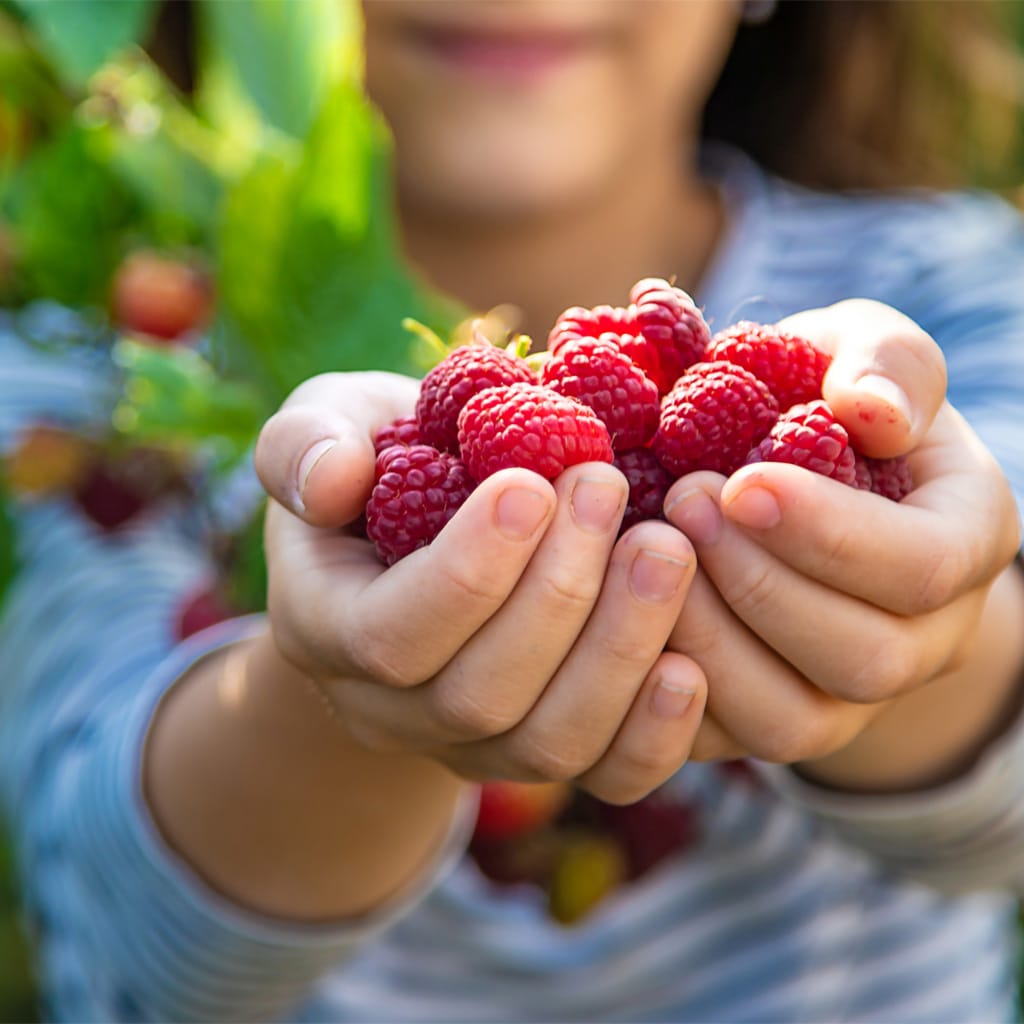 40% Rabatt på Alla Bärbuskar