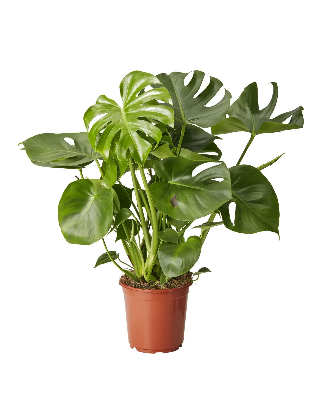 Monstera 70cm 50% rabatt 