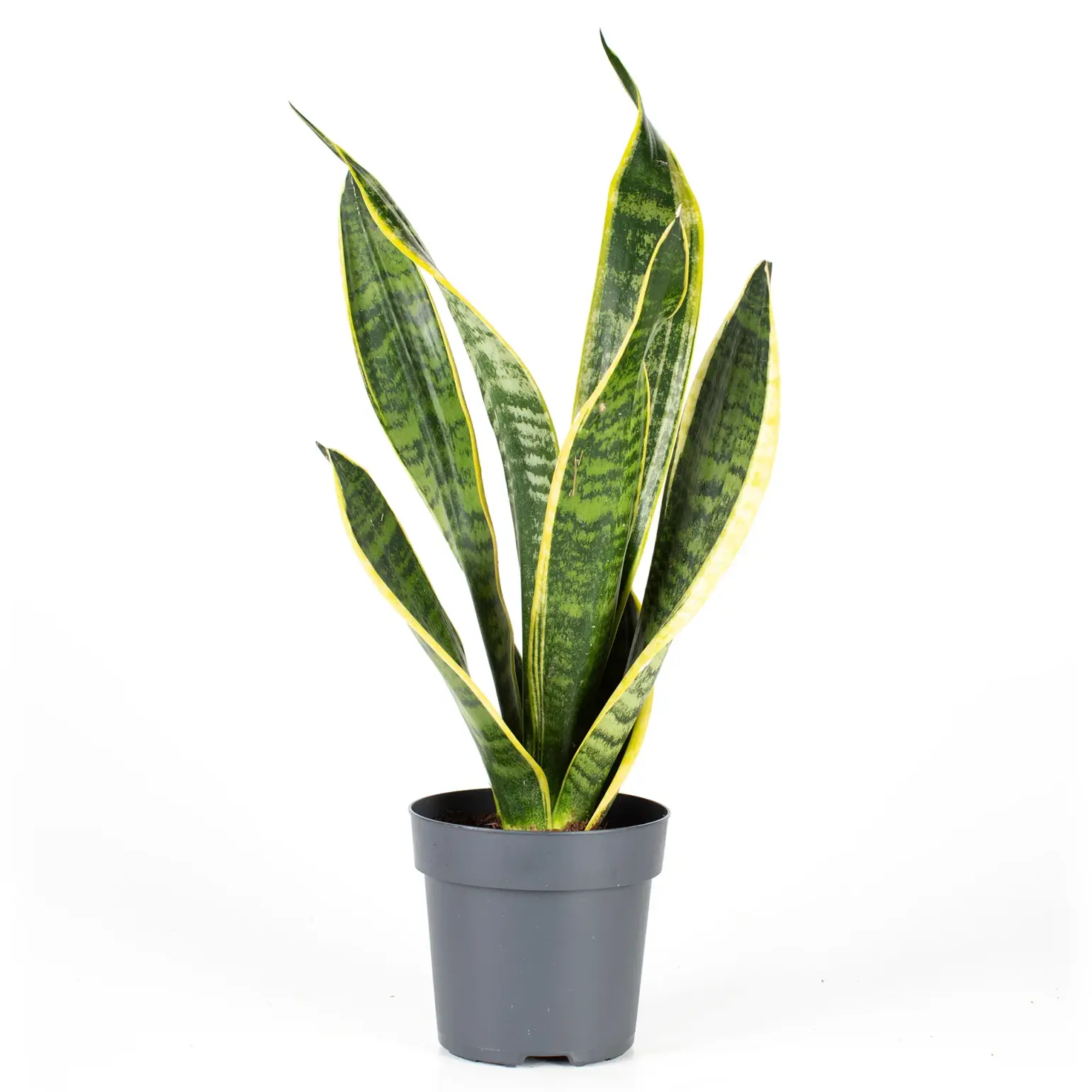 Svärmors tunga 35 cm 40% rabatt 