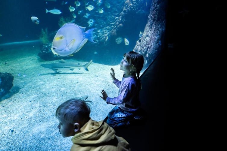 Årskort till Universeum för barn och vuxna