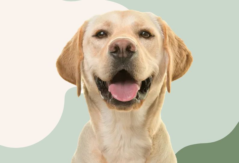 12 % studentrabatt hos Sveland Djurförsäkringar