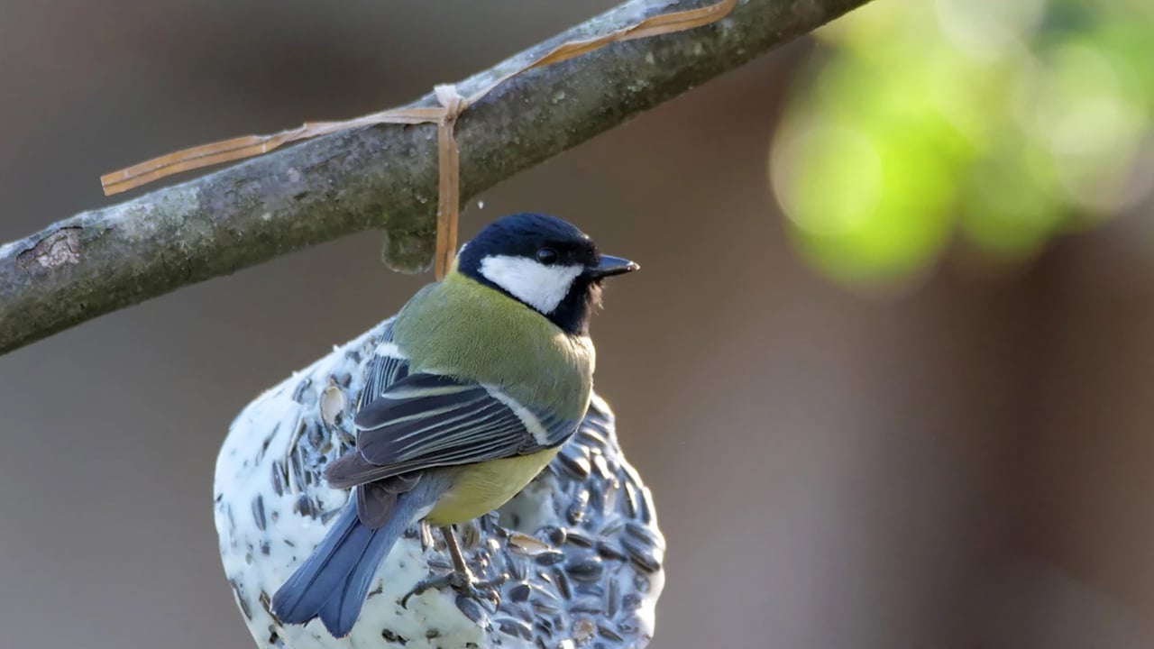 Sjöbogårdens Våtfoder för Katter