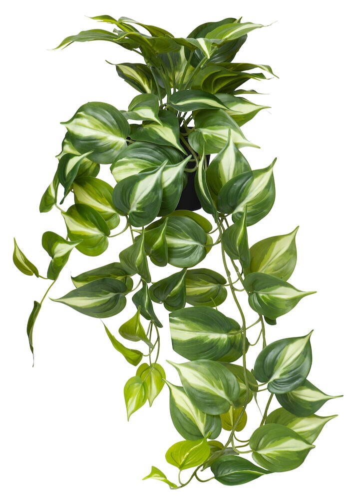 Sjöbogårdens Våtfoder för Katter