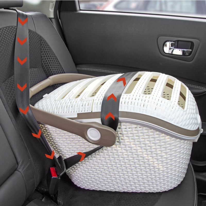 Curver Robust Transportbur för Husdjur