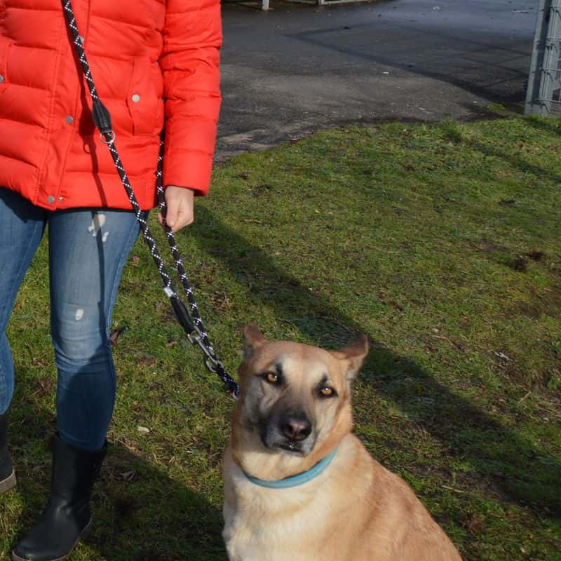 JULIUS-K9 IDC Justerbart Repkoppel