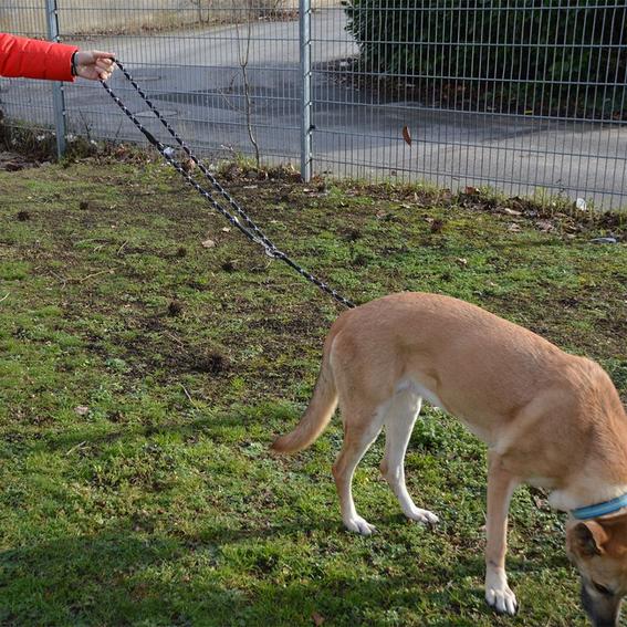 JULIUS-K9 IDC Justerbart Repkoppel