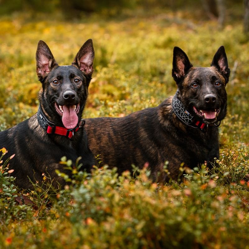 Rukka Cube Soft Hundhalsband Röd/Svart