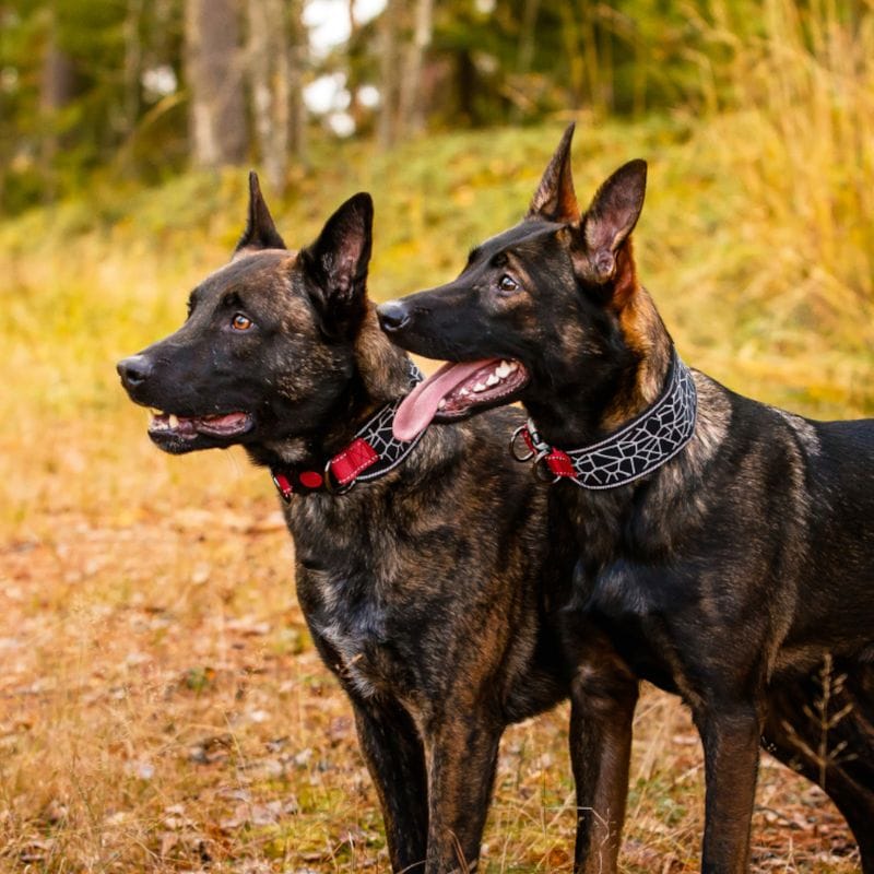 Rukka Cube Soft Hundhalsband Röd/Svart