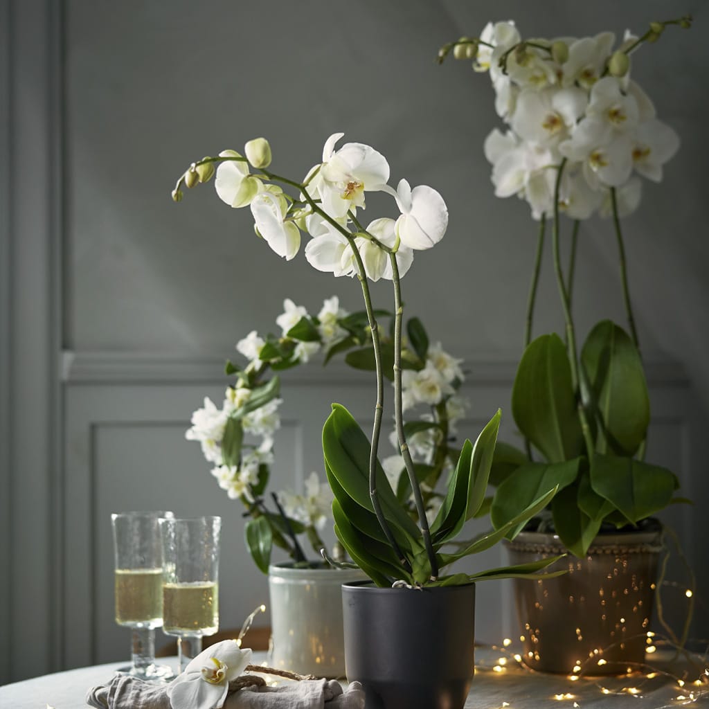 40 % rabatt på alla orkidéer