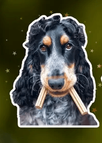 10 % alumnirabatt hos hundben.se