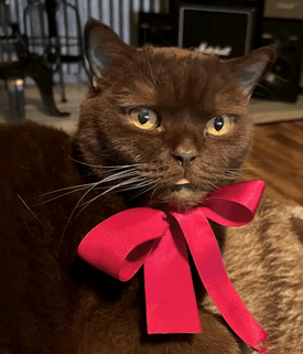 Få 100 kr rabatt på ett köp hos Gaston