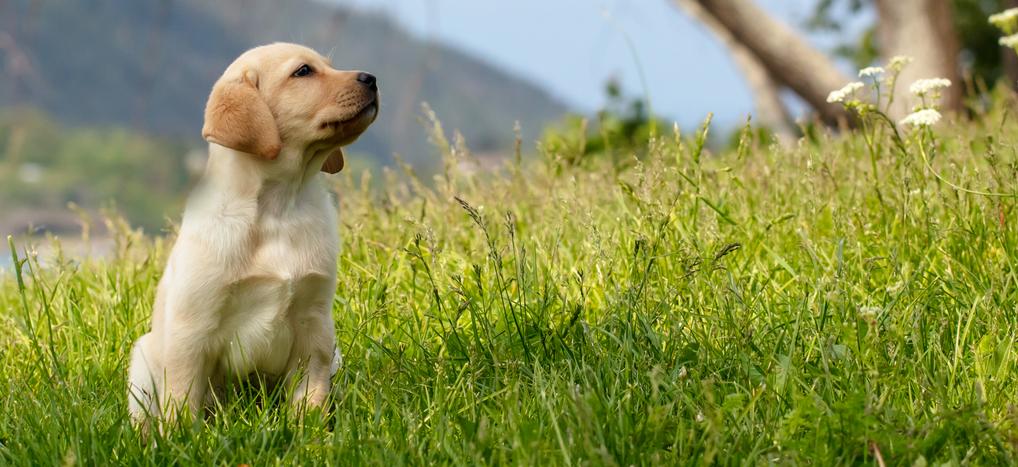 Valpkalendern 2026 – Årets Viktigaste Planerare