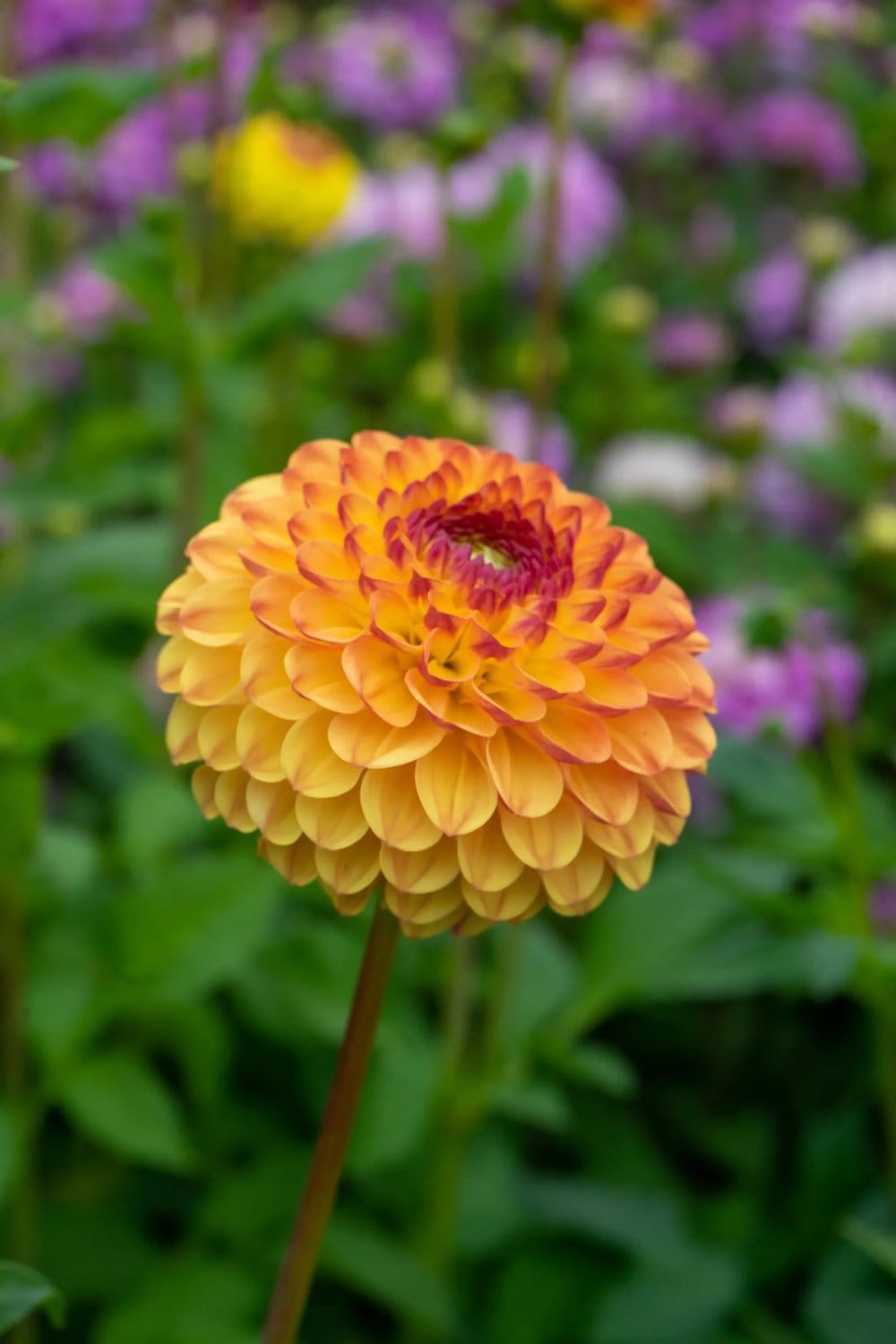 Sommarblommande lökar och knölar