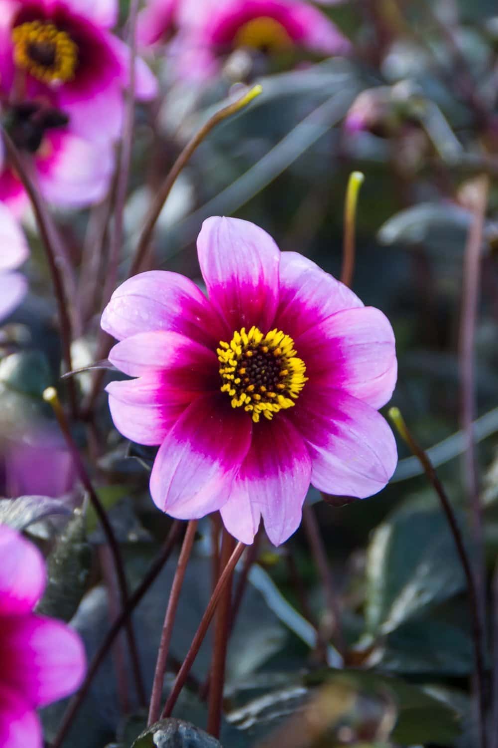 Sommarblommande lökar och knölar