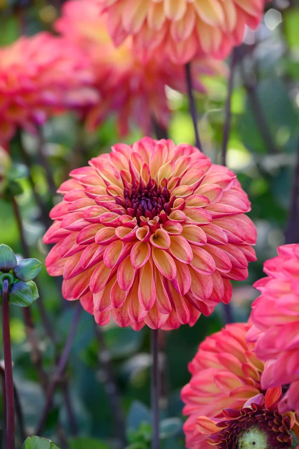 Sommarblommande lökar och knölar