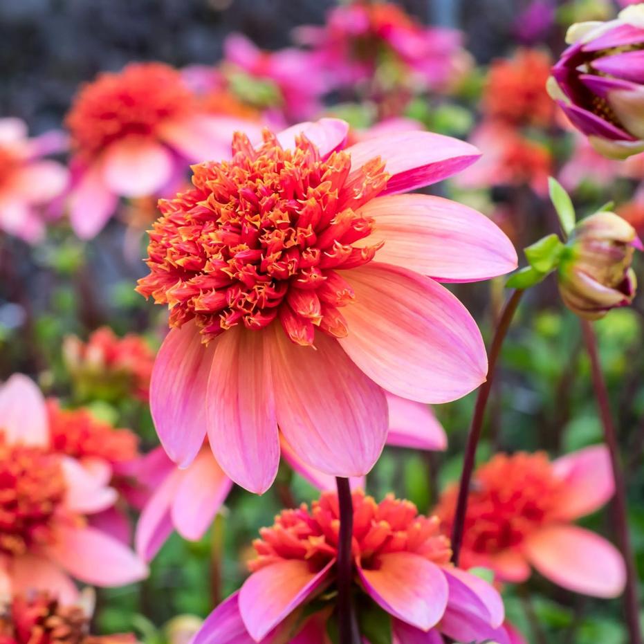 Sommarblommande lökar och knölar