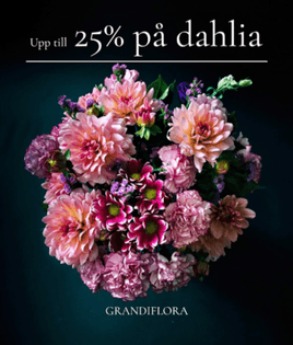 Upp till 25 % på dahlia hos Grandiflora