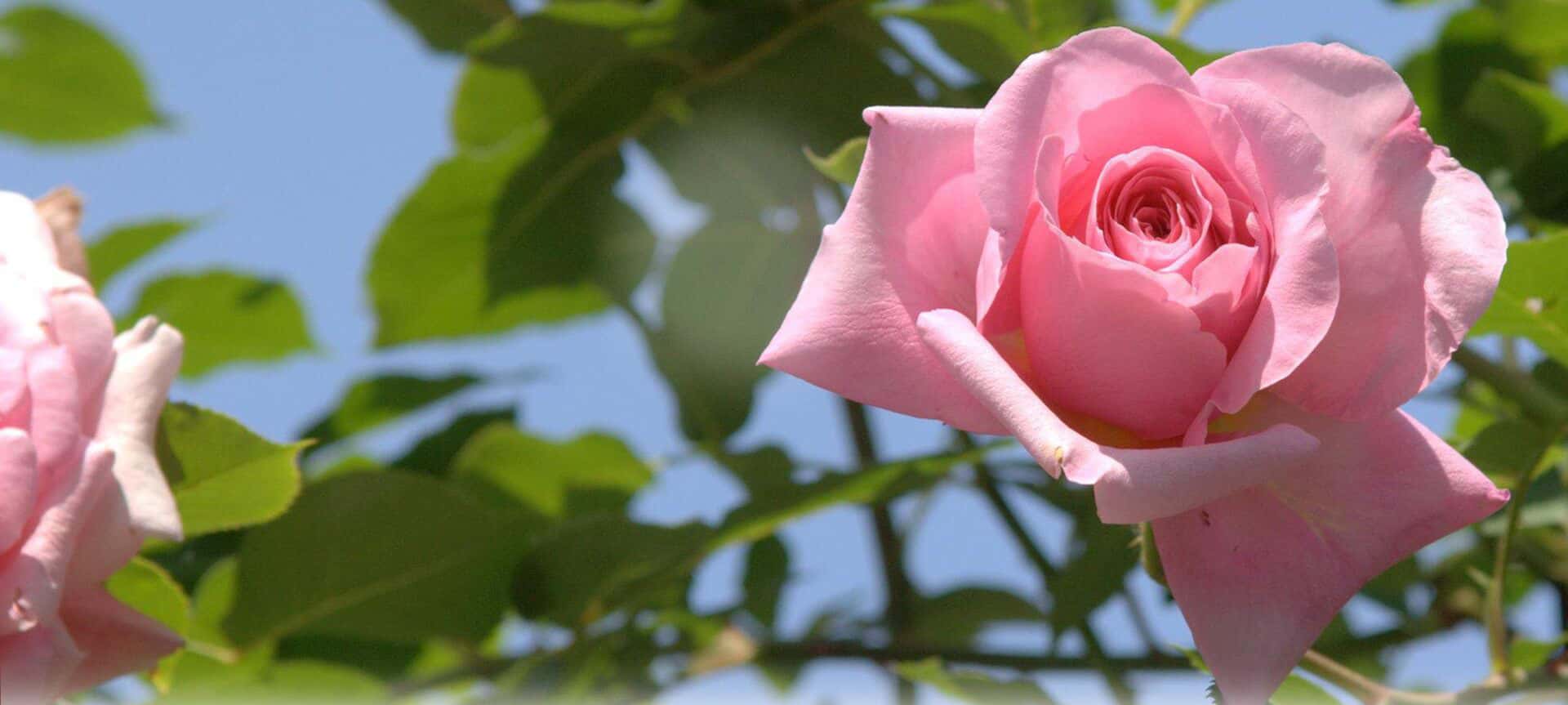 Prenumeration på M-magasin