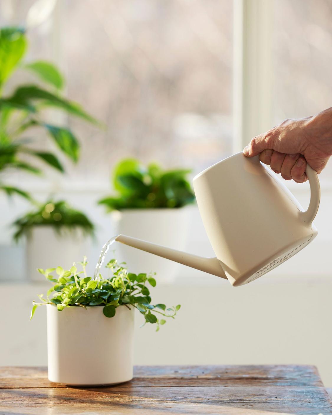 Gullranka Växt i 12 cm Kruka