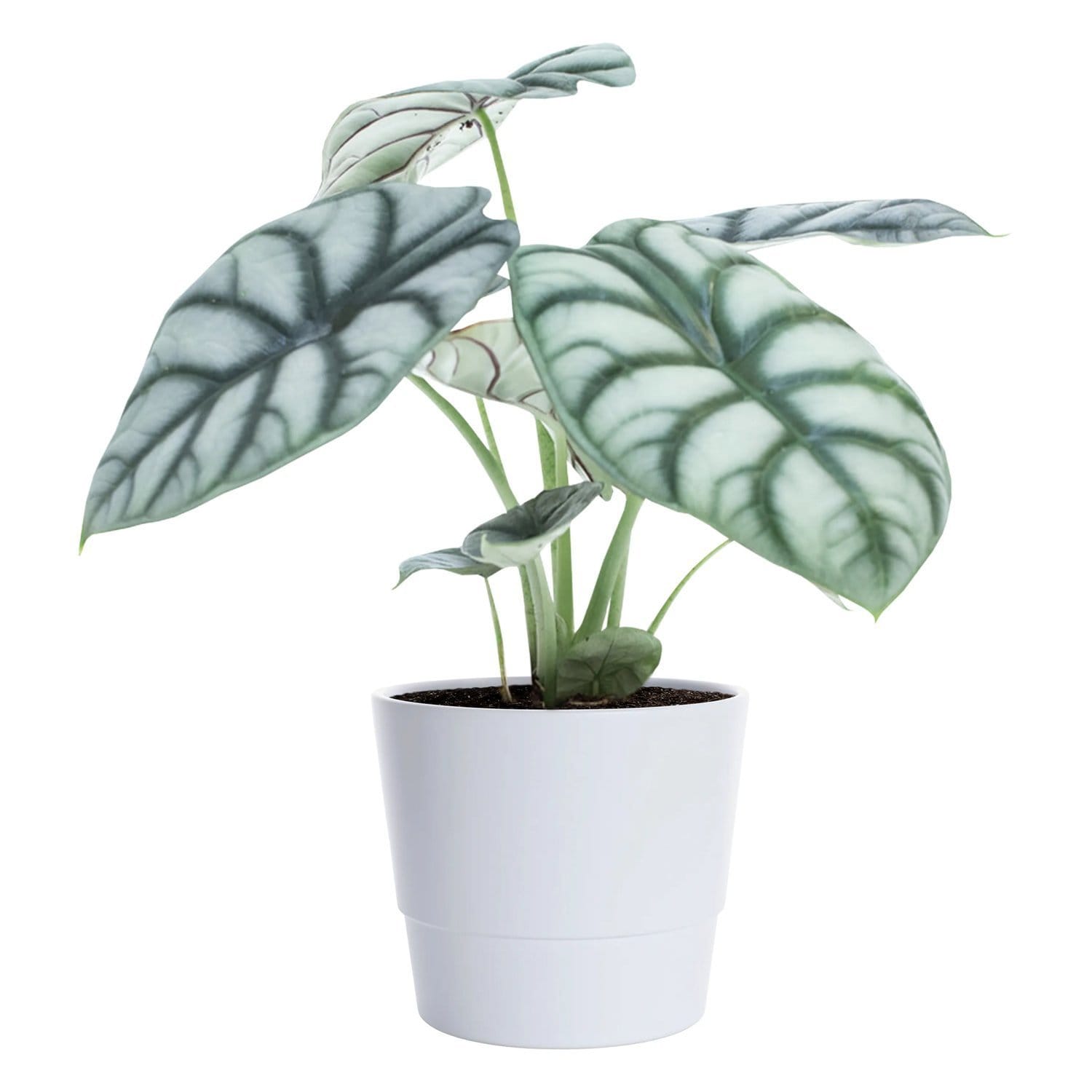 Gullranka Växt i 12 cm Kruka