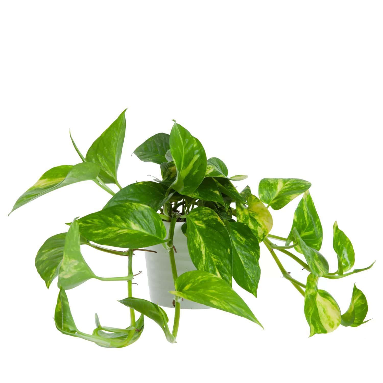 Gullranka Växt i 12 cm Kruka