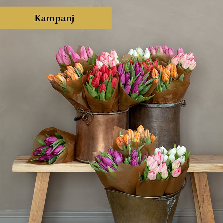 10 tulpaner för 99 kr hos Hansafloristen