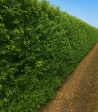 10 % rabatt på alla förbokningar hos Botanikgruppen