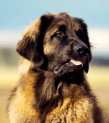 10 % rabatt på ett helt köp hos Zooplus