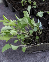 Två bonuspåsar frö vid köp över 100 kr hos Impecta Fröhandel