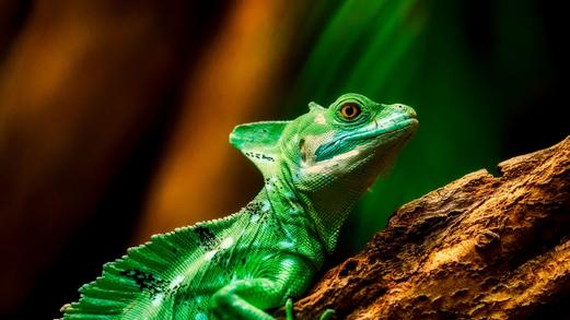 Upptäck och Lär om Våra Djur